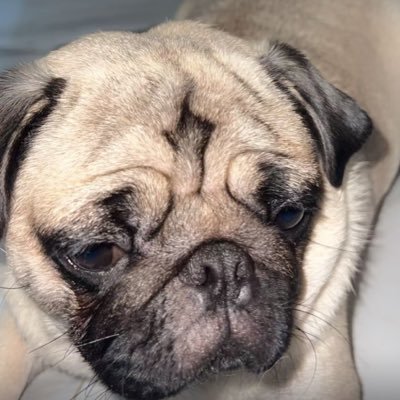 dailytweet233's profile picture. Your Daily Dose of Drama, Gossip & Reality TV analyst 🌟