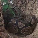 Koenigs_Python's profile picture. 