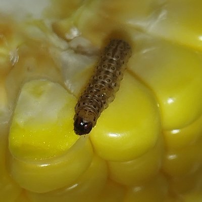 Kristian_Dobias's profile picture. An invertebrate enthusiast from Slovakia. Amateur arachnologist and entomologist. 
#LoveFeedingMosquitoes