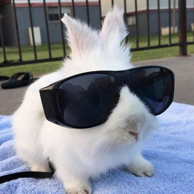 MoonsNumberOne's profile picture. 🥛🥕Coolest bunny there is! Moonharpys number one fan! 🥕🥛