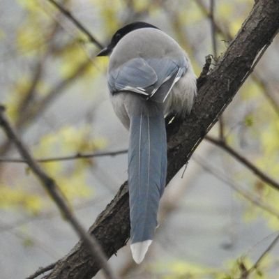 꼬리가 너무 길어서さんのプロフィール画像