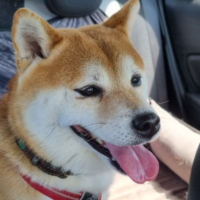 SSJ2Steven's profile picture. Joueur de Destiny et fidèle supporter du @StadeRennais a vie ❤🖤 💖V 20/12/18💖