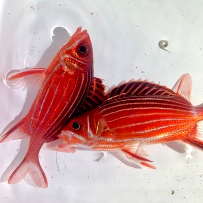 kittaaqua's profile picture. 適当釣り師　嗜み程度に採集します