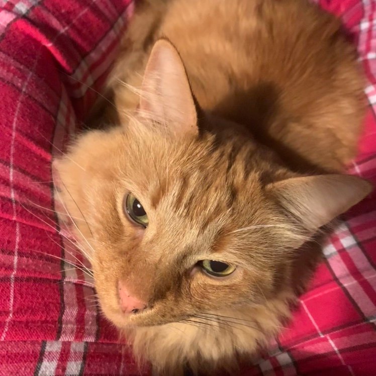 Glameow66's profile picture. Krazy Kat mom to 9 fur babies (plus 1 dog!) Unapologetically Conservative 🇺🇸