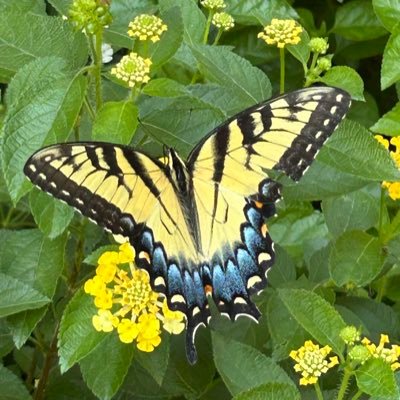 SnapaPicOfIt's profile picture. Take some pics with that fancy phone, you paid enough for it. Beautiful, not so beautiful, ordinary, extraordinary. Humor doesn’t hurt.