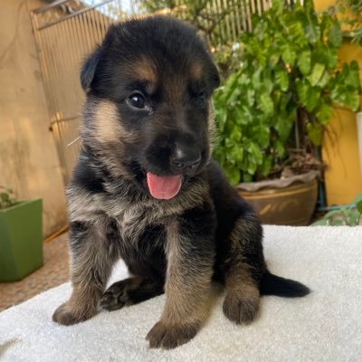 J_Patthapon's profile picture. 