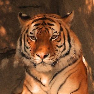 athirdtiger's profile picture. you shall not wrest this lineal honour from me