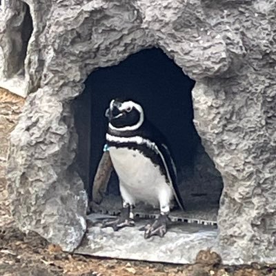 SunaofromHyogo's profile picture. アカウントの凍結を解除できずに1からスタートしてましたが、無事に最初のアカウントの凍結を解除することができました。 ご心配をおかけしましたが、気にかけて頂き本当にありがとうございました☘️今後は一つ目に戻って@sunaohyogoで頑張ります！もしよろしければフォローお願いします🙇‍♀️