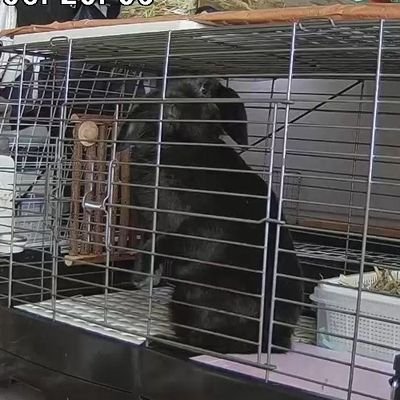 kokolunaG310's profile picture. the GazettEとれたさんを愛する原神・スタレオタク。刀ミュ、鶴丸、ブイズ、アーニャ、アニマルも愛、腐ってる物体につき注意