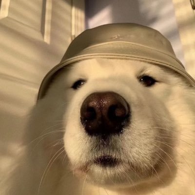 ddniells's profile picture. 