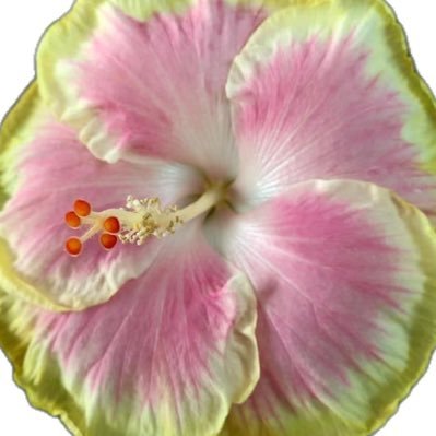 jihyocimahi's profile picture. 