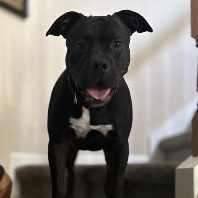 VicTom00's profile picture. Just a dog protecting his owner.