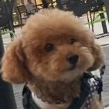 kiyo_19871115's profile picture. BTS Ｖ 愛犬トイプー（9才） 編物 植物大好き💜2024年3月かぎ針デビュー 棒針練習中 YouTube（キヨ、TOP 4）流しながら編物してる時が幸せ〜☺️自分用の記録としてポストします🧶無言フォロー失礼致します🙇‍♀️