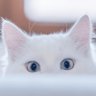 gajuahmd10's profile picture. Machine Learning, Deep Learning, Data Analytics,  master @Kaggle