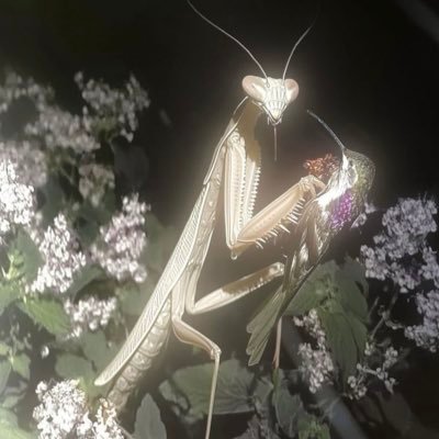 ephemeral4everr's profile picture. MDMA2 coming soon 💜