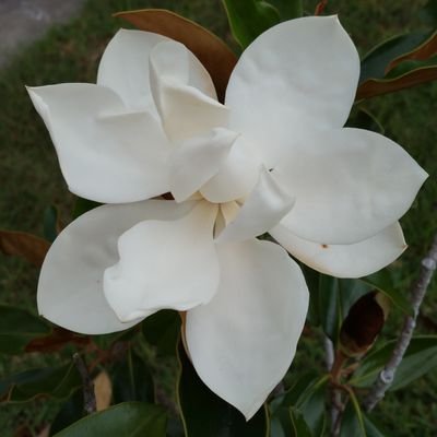 Ottomation4's profile picture. 