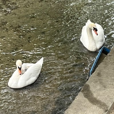 dia_ssphys's profile picture. 物性物理 / B3