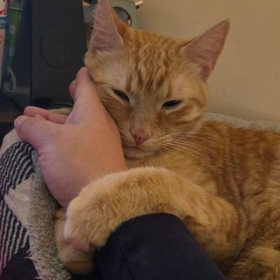 SocksFreeDobby's profile picture. I love living in the Land of the Free!