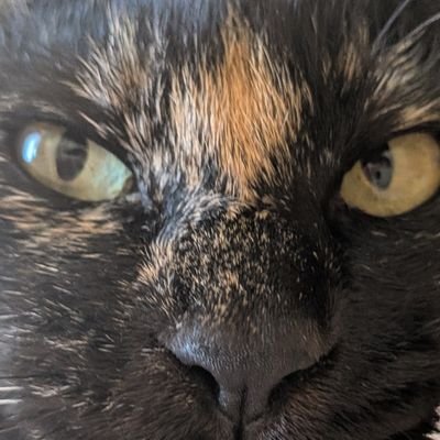 chocowamayaku's profile picture. のんびりいろいろと呟いております🍵