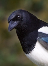 M4gpie's profile picture. 