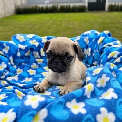 SmithTylor73493's profile picture. I have adorable 🥰 male and female puppy for adoption available