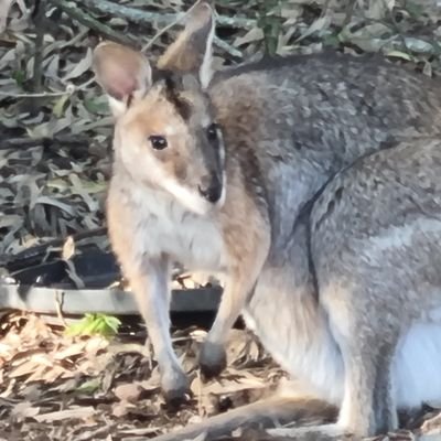 WallabyTedsBro's profile picture. Bit of a socialist. 
I hope that's ok?