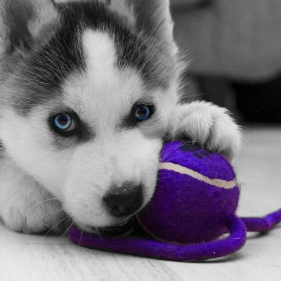 foromjassem2's profile picture. 3 - 7 - 2016 .