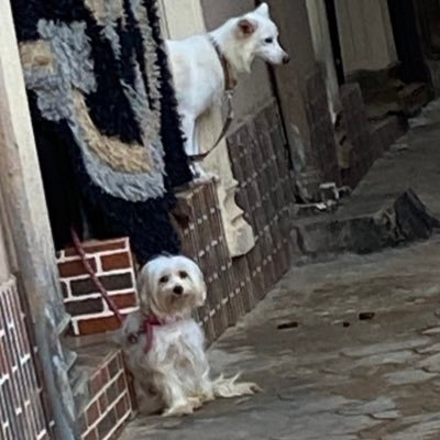 Omotosho0405's profile picture. truth must be told…Nigeria is my country 😇