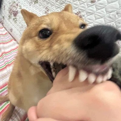 saymonhaderoff's profile picture. ballz