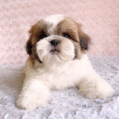 @Iru_Shih_Tzu