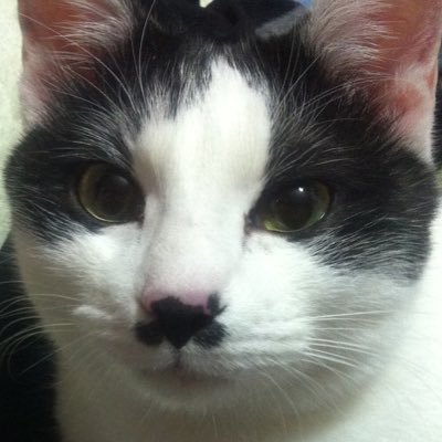 va_avOuka's profile picture. カメ子改め、ちょび子。愛猫︎︎ ♀の正式名。