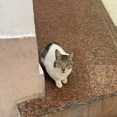 _juno_5103's profile picture. Hey there! I am using ツイッター