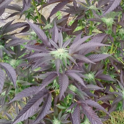 PS4Twenty's profile picture. Relax and help others! Play videogames! Be kind! Grow weed!