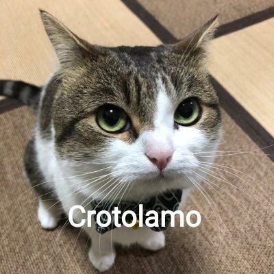 miguimiguelillo's profile picture. 