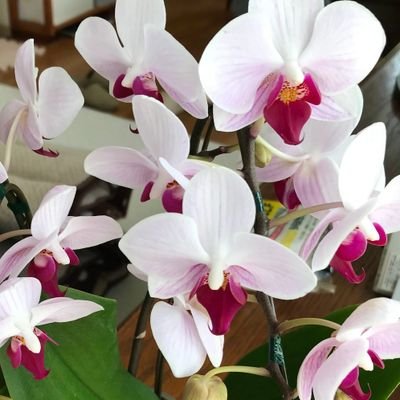 kobushi20's profile picture. 平和で豊かな日本にしようよ！⤴️ 対米自立・自主独立・反緊縮財政・消費税廃止/ 自民党の改憲草案 ＆ 参政党創憲に大反対《緊急事態条項・授権法は内閣独裁へ🥶》  #改憲発議断固反対 移民政策反対 !! / コロワク mRNA💉避けてます/ 🐾れいわ新選組支持