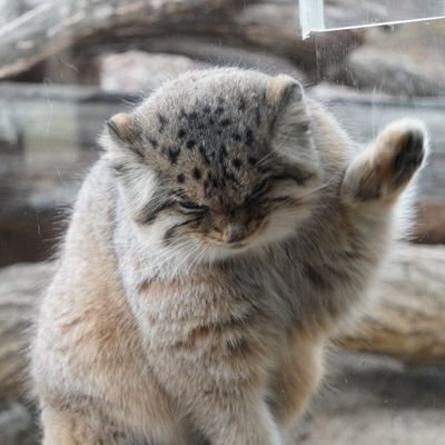 spiral29's profile picture. trader