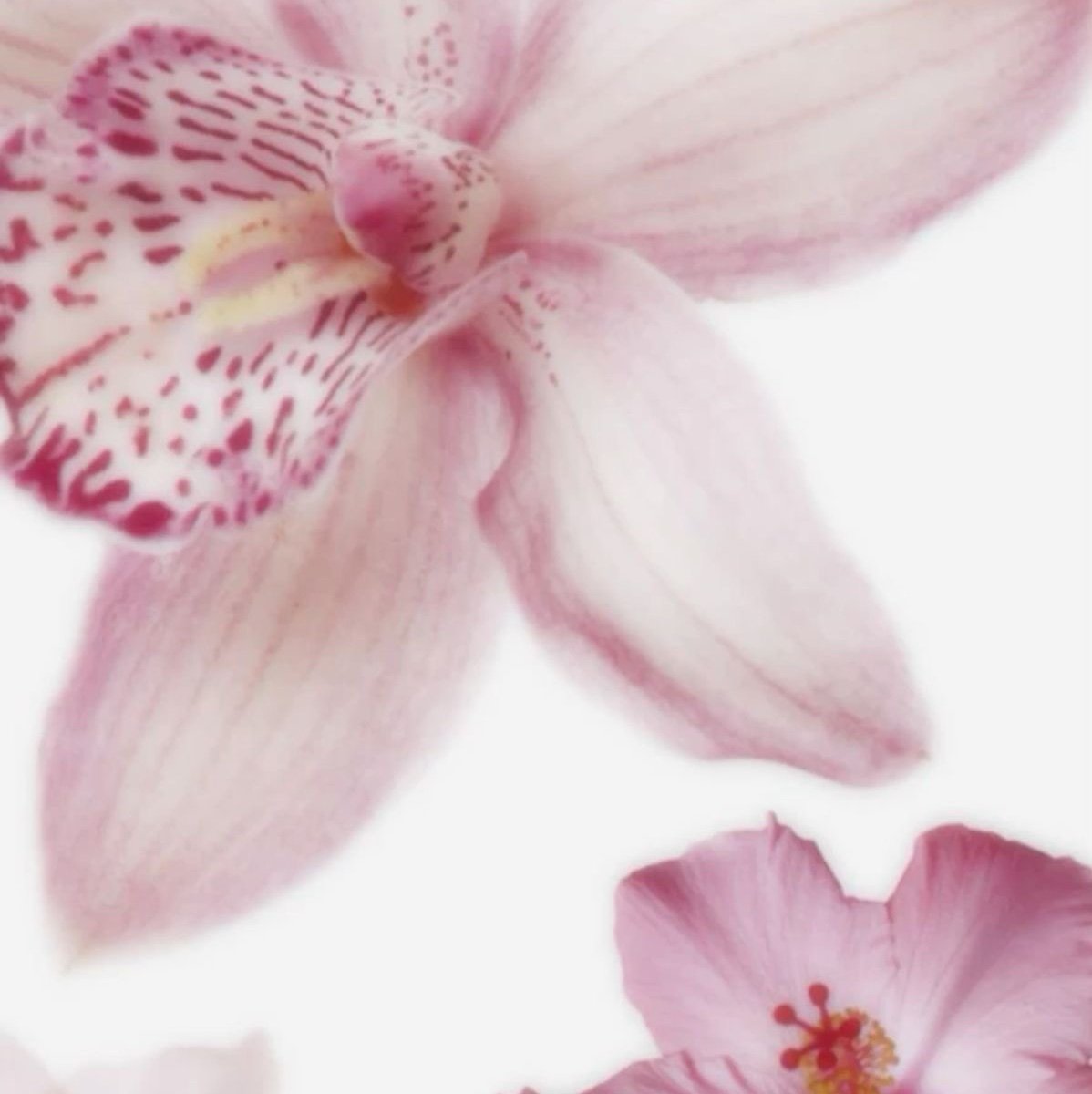 lilbuggy237's profile picture. 