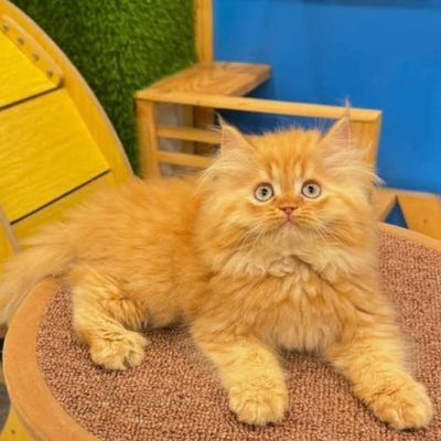 KartikB15888's profile picture.