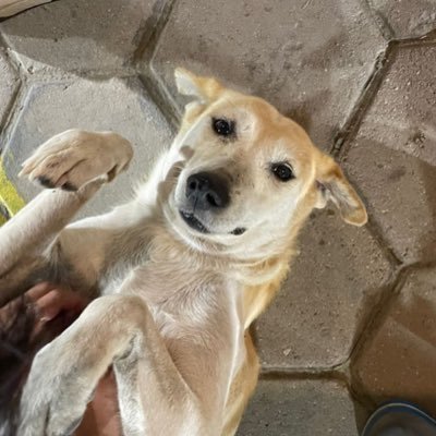 Avocado1319's profile picture. 🌻