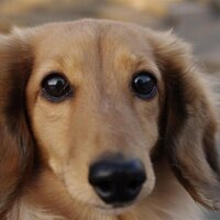 イズミトシキ2024もかまってほしい犬 (@izumitheater) 's Twitter Profile Photo イズミトシキ2024もかまってほしい犬 (@izumitheater) 's Twitter Profile Photo