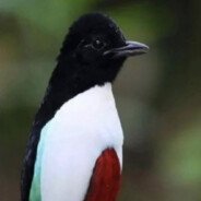 @khamasbird