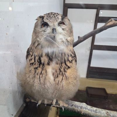 kyouumarekawaru's profile picture. 精神看護のお仕事に転職。頑張って生きる方の支えになり、1人でも多くの人生を豊かに出来たらいいなと思っています！辛いと思った時に傍にいて、人生のとまり木になれる存在を目指したいです✨
静岡民。イラストレーターのナガノさん、川尻こだまさん、可哀想にさんが好き。闇金ウシジマくん、江頭2:50さんも好き。食べる、旅行も趣味。