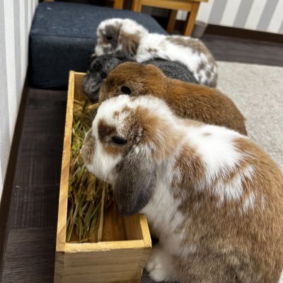 V系が好きな店主のうさぎがいるオリジナルデザイン雑貨のお店■作家名は朱■土日祝に用事がなければ開いてます(予約優先)■24東京都第号008247)■販売/保管/貸出/展示■動物取扱責任者:開夕子■お問い合わせはDMでお願いします。営業日はハイライトでご確認ください。⭐︎うさぎホテルはDMでお問い合わせどうぞ!!