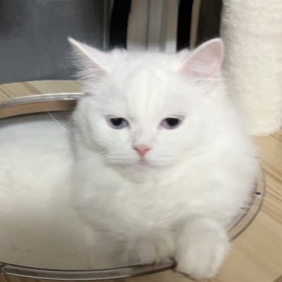 Feexox33's profile picture. Enthusiastic