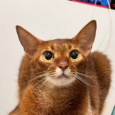 Hsushengchan's profile picture. AI Infra PM