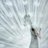 Milad_AA's profile image