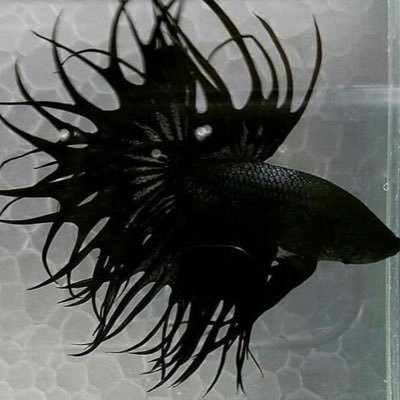 ᛝ asher 3/4 Profile