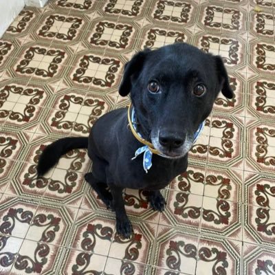 Yangchen1505's profile picture. 