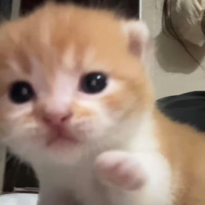 CoronaBeer05's profile picture. 💙知らない🤔❤️大切なにゃんにゃん🥺🩵世界中一番イケメン🤗