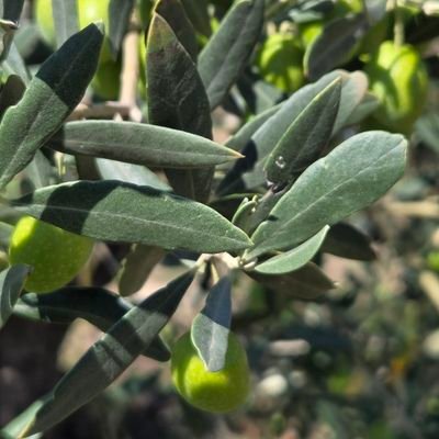 cashmoblleida's profile picture. 